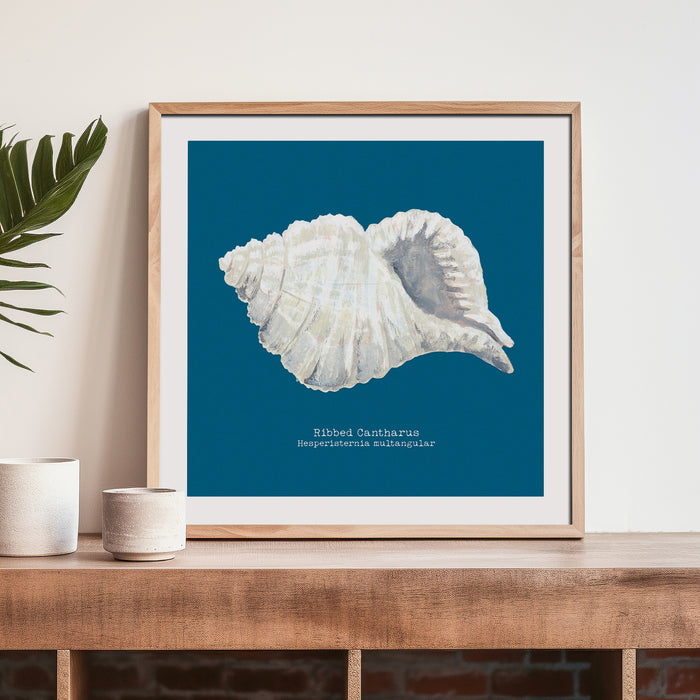 Shell art print against a marine blue background, with the name 'Ribbed Cantharus' written at the bottom, framed with a wooden frame on a shelf.