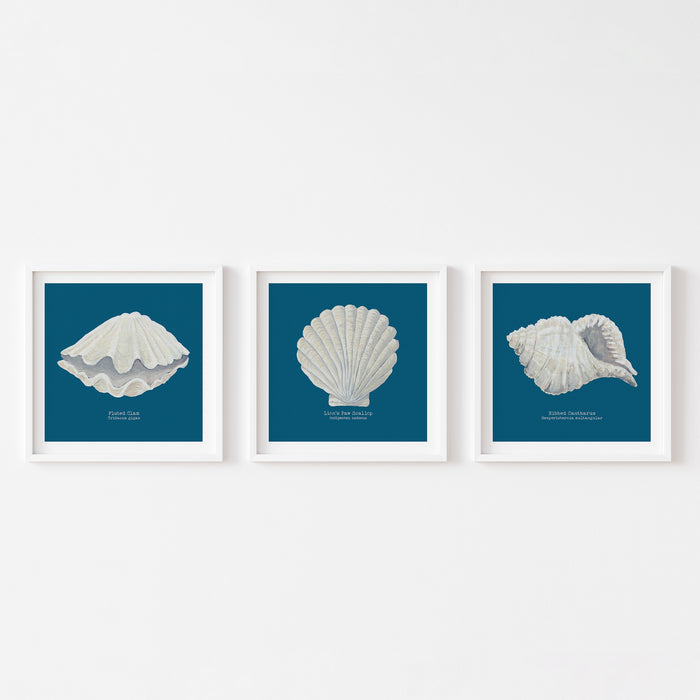Hand-painted Ribbed Shell Art Print | Marine Blue Background - Framed