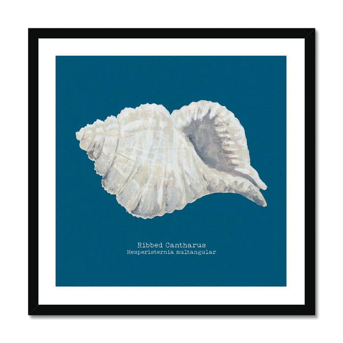 A framed art print of a hand-painted ribbed shell against a marine blue background, with the name 'Ribbed Cantharus' written at the bottom.