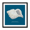 A framed art print of a hand-painted ribbed shell against a marine blue background, with the name 'Ribbed Cantharus' written at the bottom.