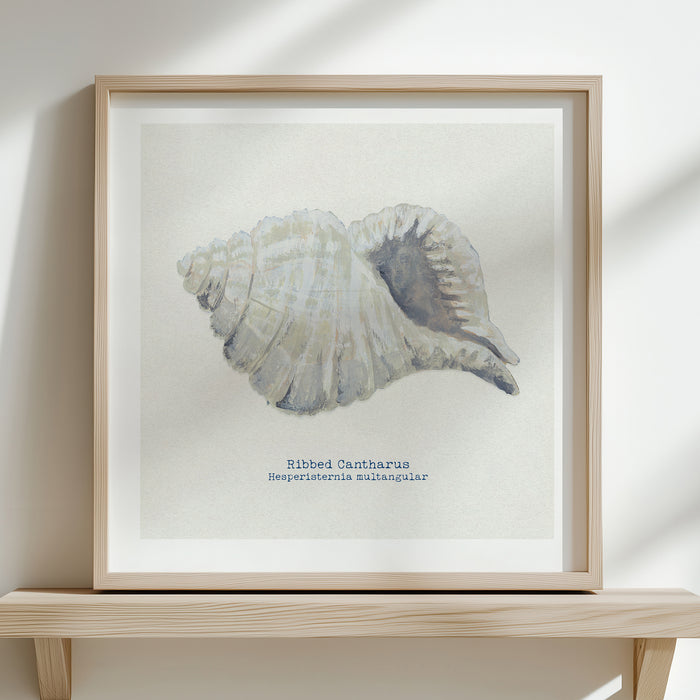Hand-painted Ribbed Shell Art Print | Natural Background - Framed