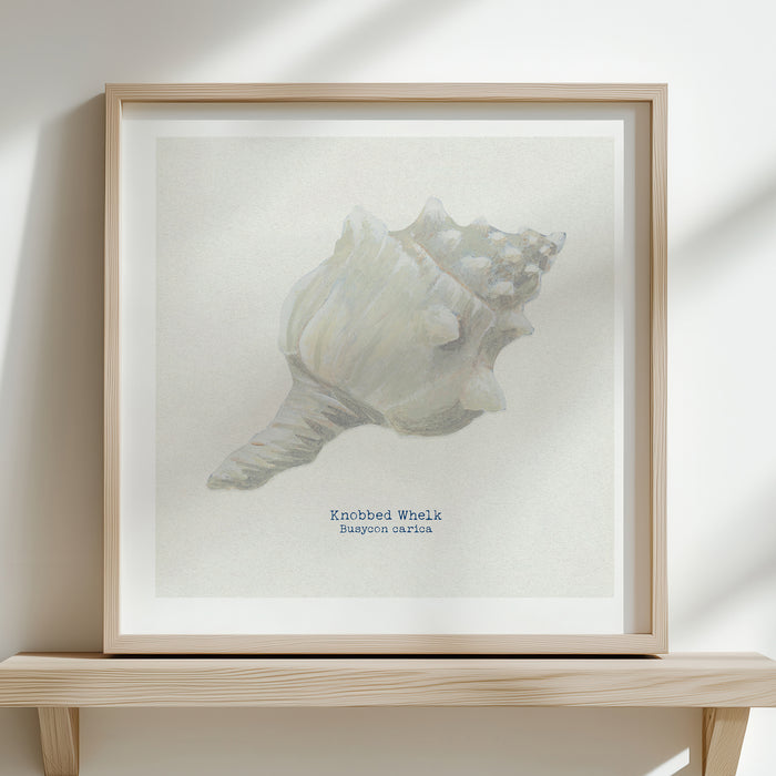 A framed shell art print of a shell painting on a natural background.