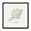 A framed art print of a hand-painted Knobbly Whelk shell on a natural background, with the artist's signature added to the image.