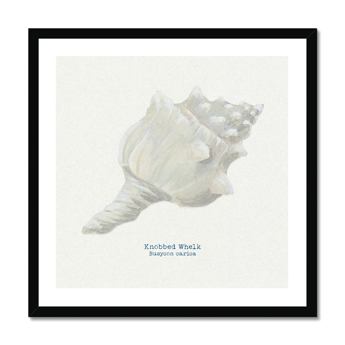 A framed art print of a hand-painted Knobbly Whelk shell on a natural background, with the artist's signature added to the image.