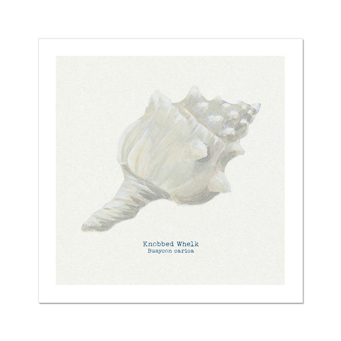 A hand-painted art print of a Knobbly Whelk shell on a natural background, with the artist's signature added to the image.