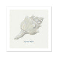 A hand-painted art print of a Knobbly Whelk shell on a natural background, with the artist's signature added to the image.