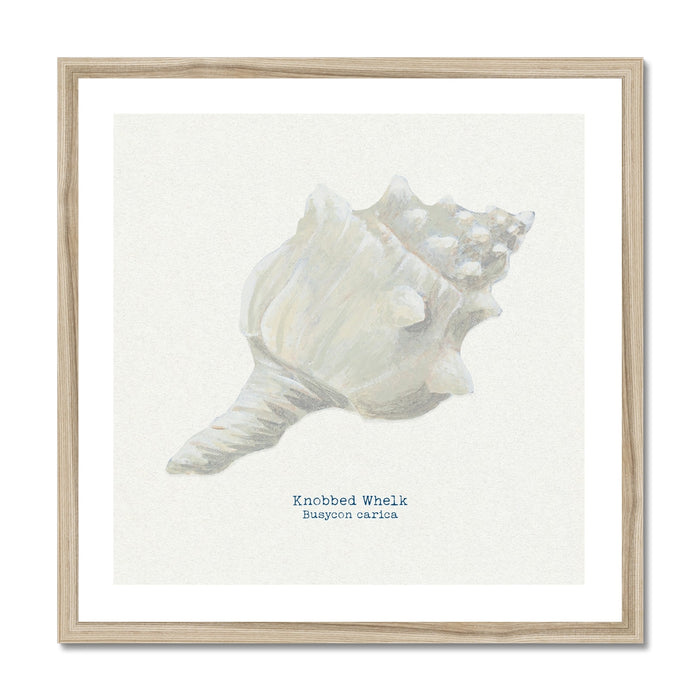 A framed art print of a hand-painted Knobbly Whelk shell on a natural background, with the artist's signature added to the image.