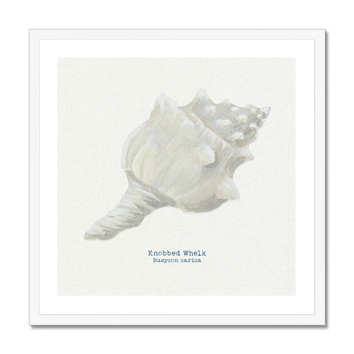 A framed art print of a hand-painted Knobbly Whelk shell on a natural background, with the artist's signature added to the image.