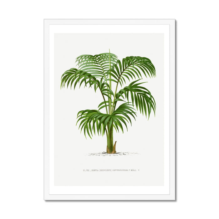 Vintage palm tree prints framed with wooden white frame.