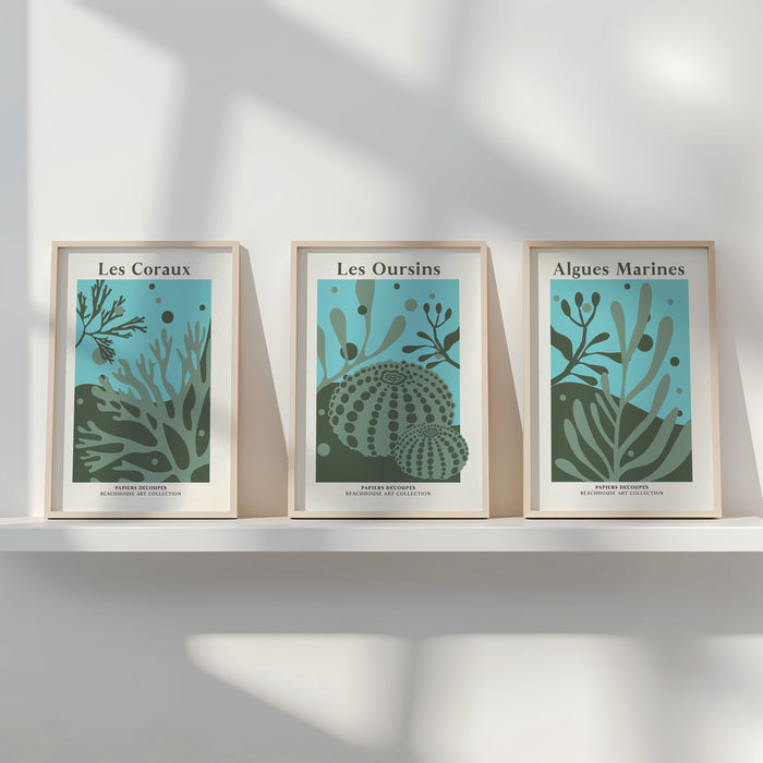 Three framed prints of marine life on a white shelf against a light gray wall.