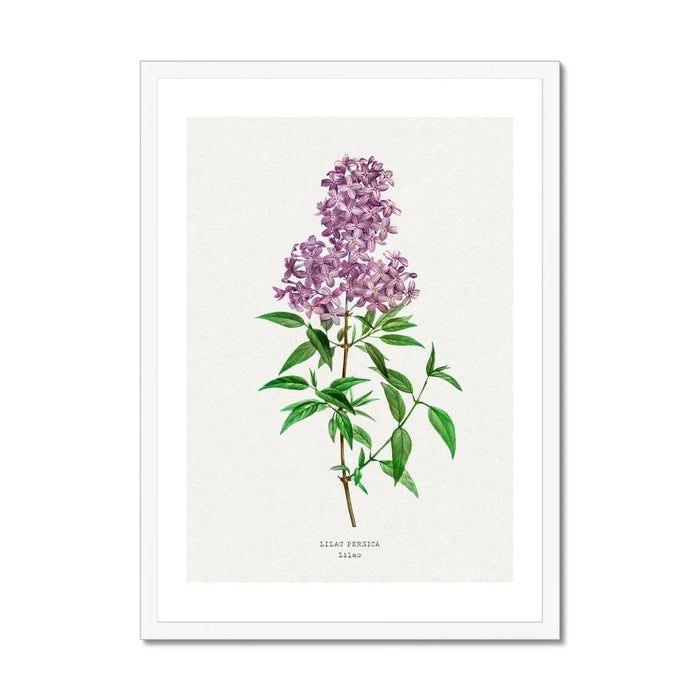 A framed print featuring a vintage lilac floral design.