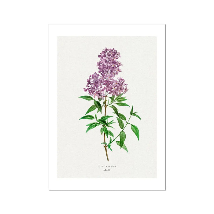 A framed print featuring a vintage lilac floral design with a purple flower on a white background.