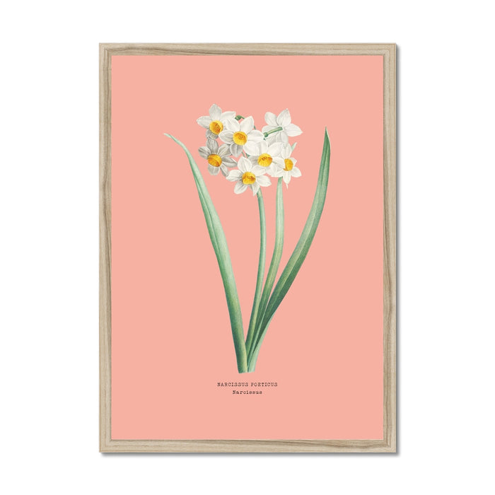 Framed botanical print of a white flower with green leaves on a pink background