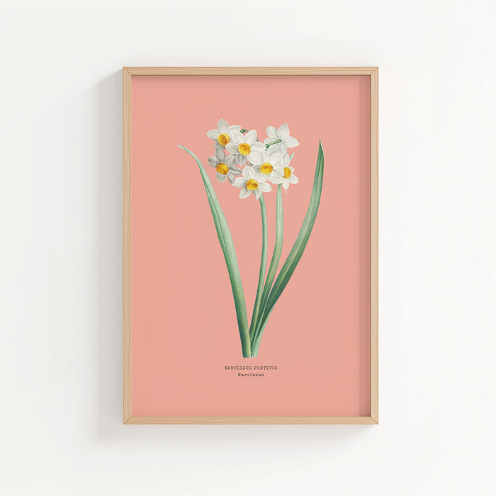 Framed vintage botanical print of a flower on a pink background