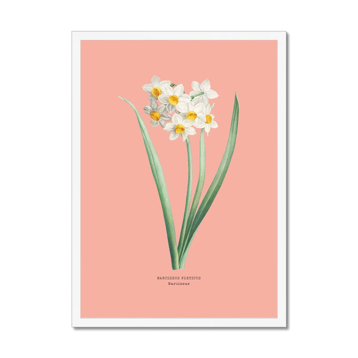 Floral illustration of white flowers with green leaves on a pink background