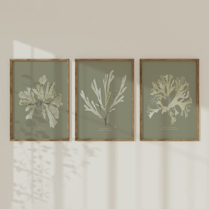 Set of three olive green seaweed art prints framed on the wall with natural frame.