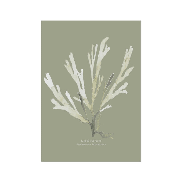 A framed art print of olive green seaweed on a neutral background, with the artist's signature at the bottom.