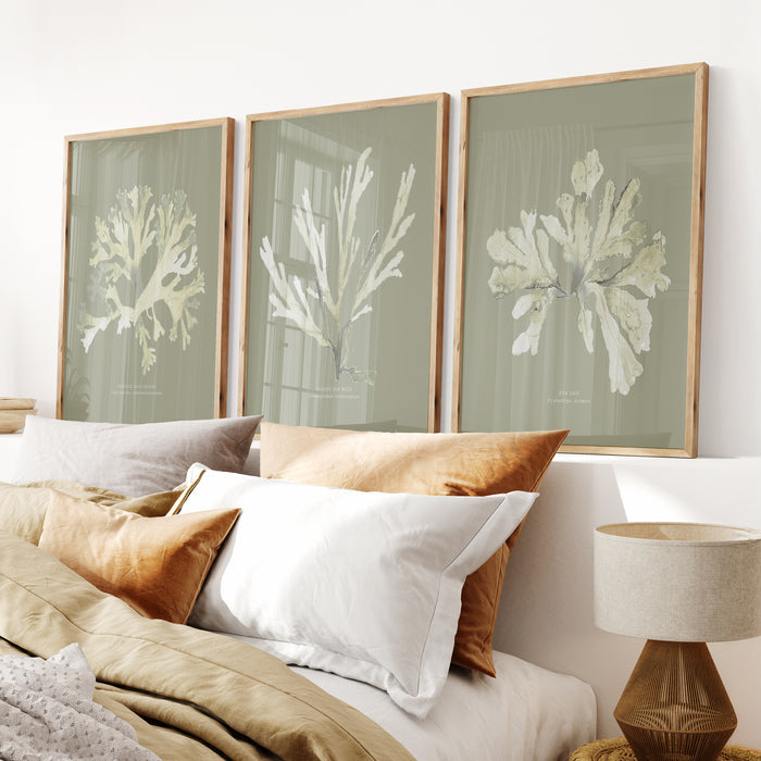 Set of 3 olive green seaweed prints above a bed, coastal style bedroom decor with botanical wall art.
