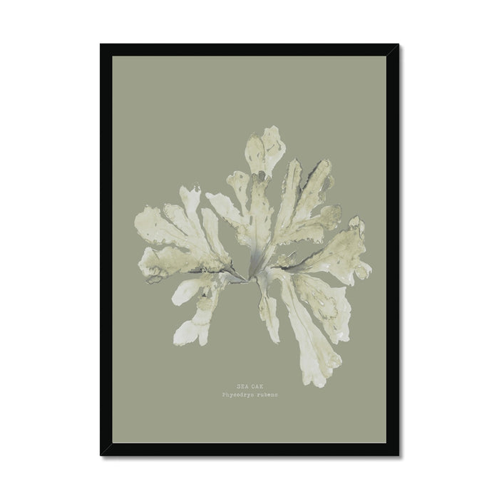 Olive green seaweed print of a sea oak on an olive green background - framed with a black frame.