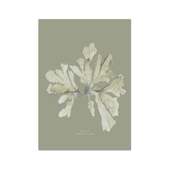 A framed art print of olive green seaweed against a neutral background, with the label 'Sea Oak' at the bottom.