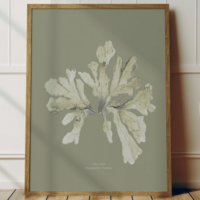 Framed seaweed print of a sea oak on an olive green background - with a natural frame.