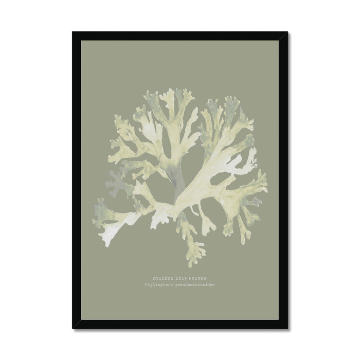 Olive green seaweed art print framed on wall.