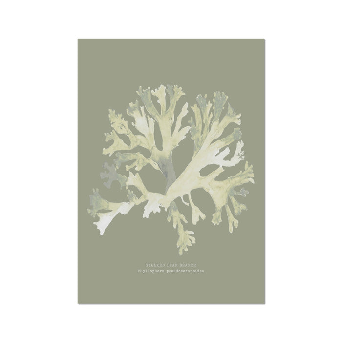 A framed art print of olive green seaweed against a solid background.