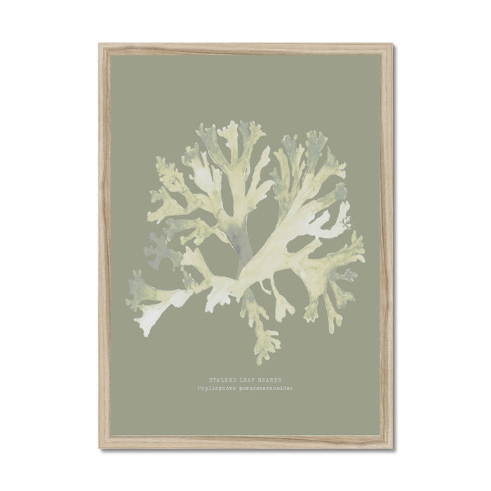 Framed art print of olive green seaweed on a light background, with a label at the bottom.