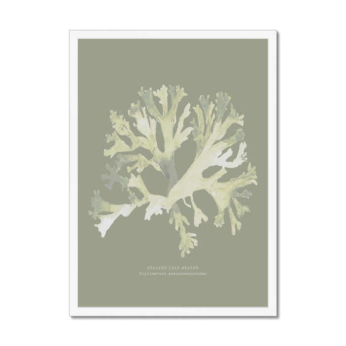 Framed art print of olive green seaweed on a light background, with a label at the bottom.
