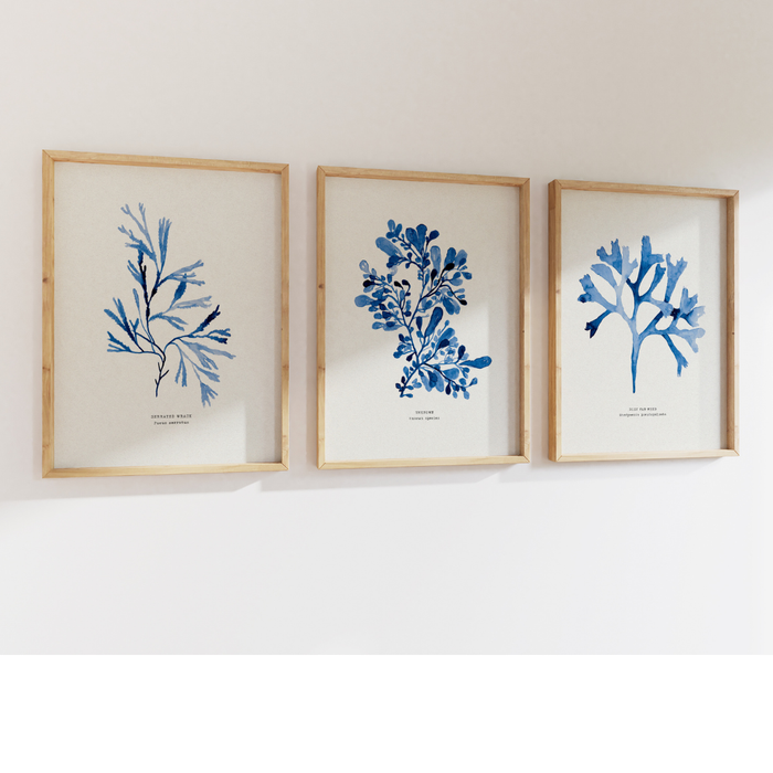 Three framed blue seaweed prints on a white wall