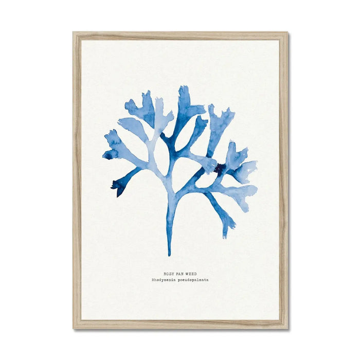 Framed blue Rosy Fan Weed seaweed art print in a wooden frame.