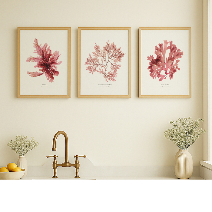 Set of three seaweed prints styled as coastal botanical wall art on a light wall