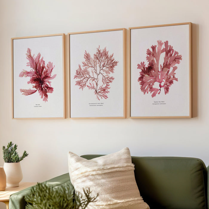 Set of 3 framed pressed seaweed prints in living room above sofa. Living room with a set of botanical art prints.