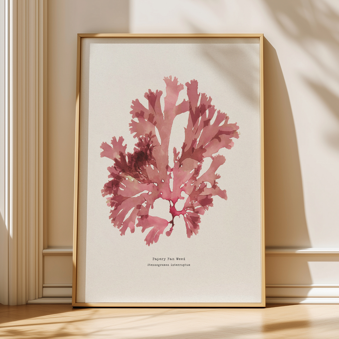 Pressed seaweed print - red seaweed art print - framed botanical art print