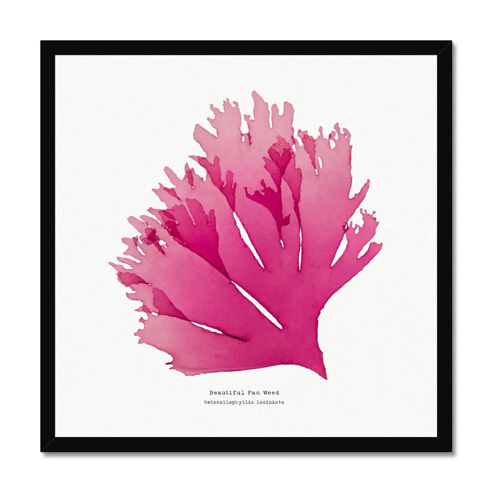 Set of Three Hand-Pressed Seaweed Prints Square - Unframed