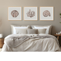 A set of three framed art prints with shell and coral designs in brown colours, displayed above a bed in a cosy bedroom setting.