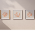 Set of Three Peach Coral and Shell Prints in Peach - Framed