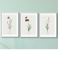 A set of three vintage floral prints in picture frames, arranged side by side against a wall.
