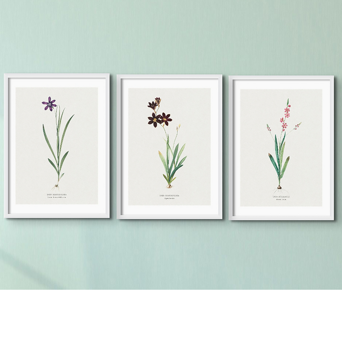 A set of three vintage floral prints in picture frames, arranged side by side against a wall.