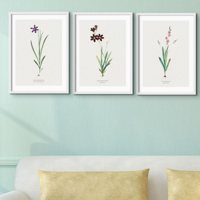 A set of three vintage flower prints in picture frames, arranged side by side against a wall.
