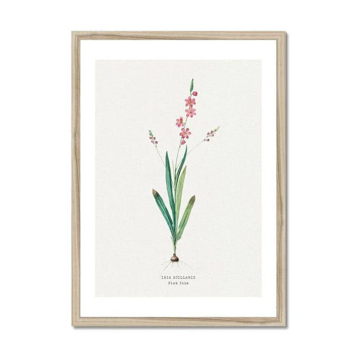 Pink Ixia Floral Art | Vintage Flower Print | Botanical Art - Framed Art Print