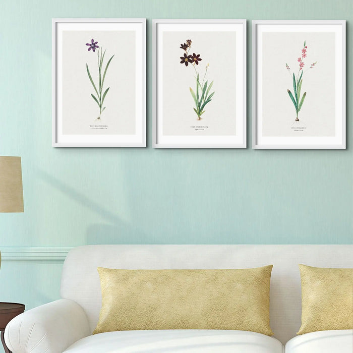 Ixia Grandiflora Floral Painting | Vintage Flower Print | Botanical Art - Framed Wall Art