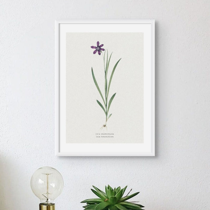 Vintage flower print, delicate blue flower illustration framed on a light background.