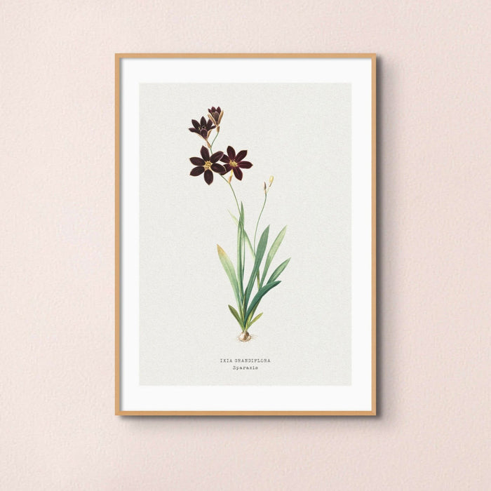 Vintage flower print, delicate blue flower illustration framed on a light background.