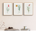 A set of three vintage floral prints in picture frames, displayed on a wall above a shelf with books and decorative items.