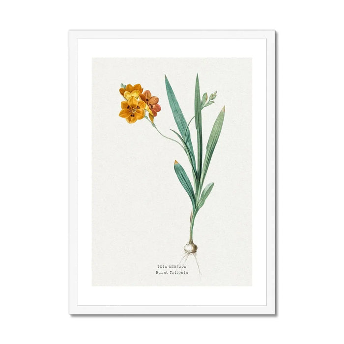 Ixia Miniata Floral Painting | Vintage Flower Print | Botanical Art - Framed Wall Art