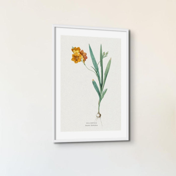 Set of Three Vintage Floral Prints | Spraxis Group | Botanical Wall Art - Framed