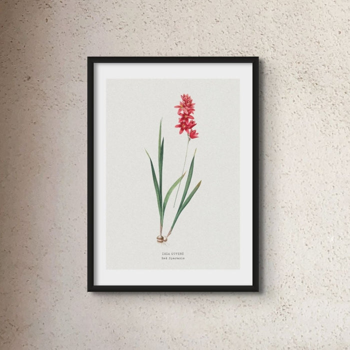 Set of Three Vintage Floral Prints | Spraxis Group | Botanical Wall Art - Framed