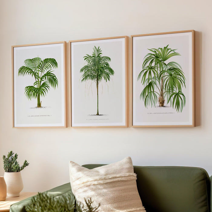 Palm tree wall art set of 3 – vintage botanical palm prints in soft green tones, framed