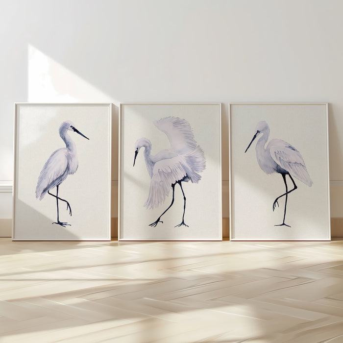 Three framed artworks of birds on a wall with a wooden floor.